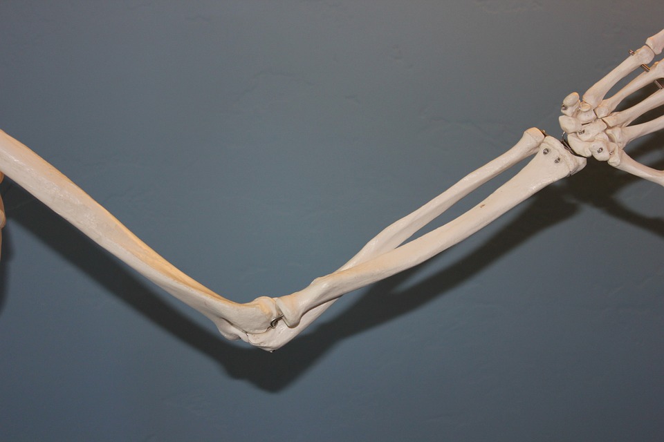 body joints-bones